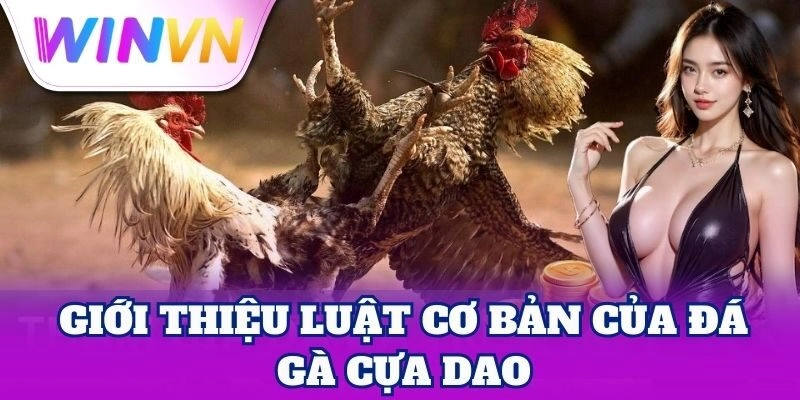 Giới thiệu luật cơ bản của đá gà cựa dao